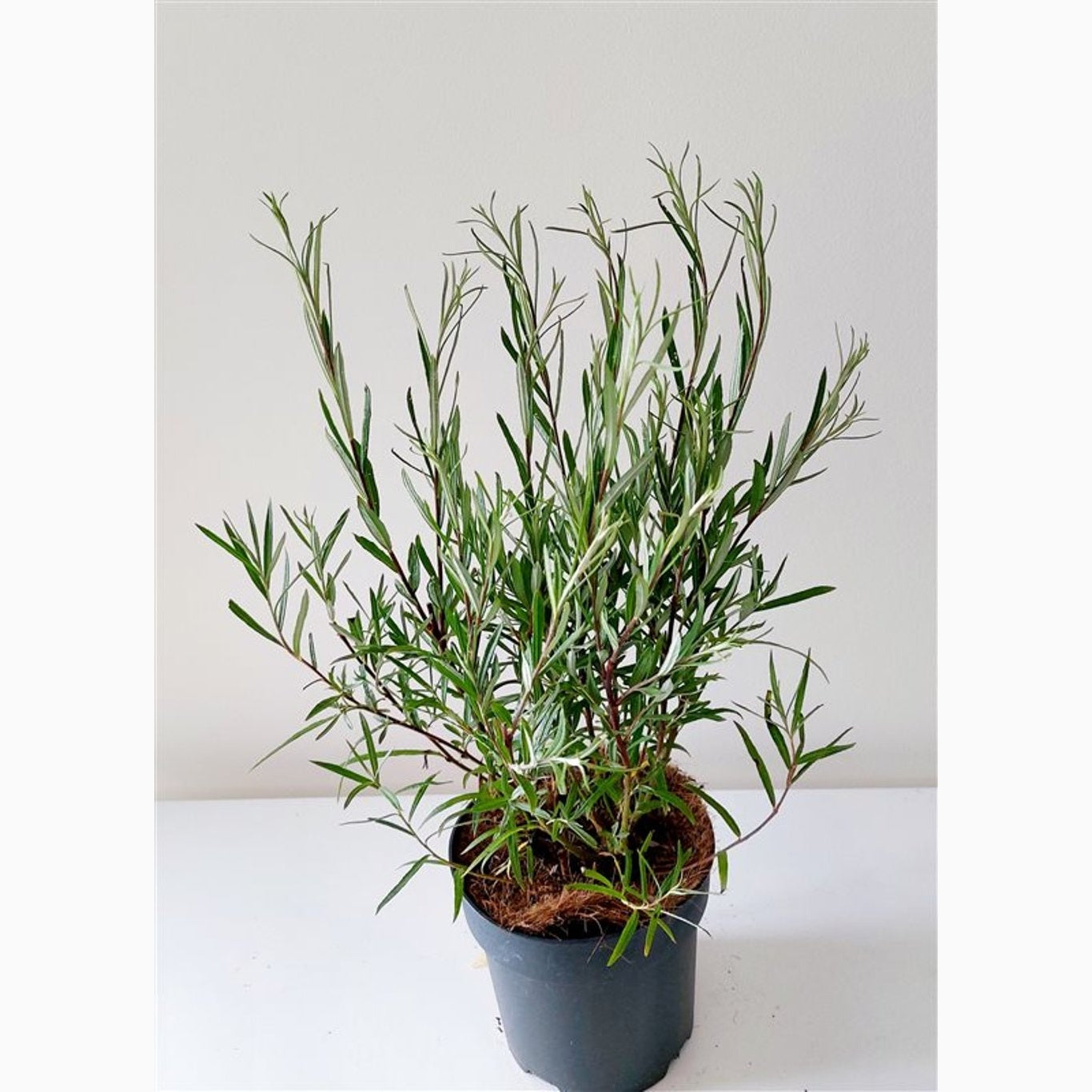 Rosmarinvide – Salix rosmarinifolia - C2 50-60 CM